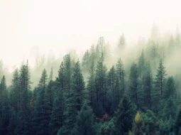 arial view of a forest with fog rolling in over the trees representing the accountability fog