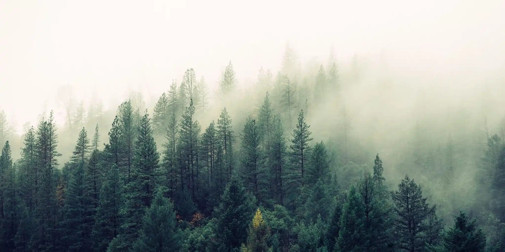 arial view of a forest with fog rolling in over the trees representing the accountability fog